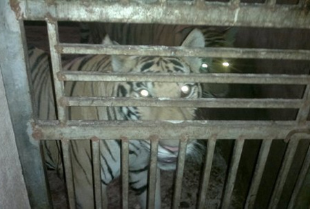 Theo[-]C.[-]tiết[-]lộ,[-]để[-]nuôi[-]nhốt[-]số[-]hổ[-]trong[-]thời[-]gian[-]dài[-]thì[-]phải[-]lo[-]lót.